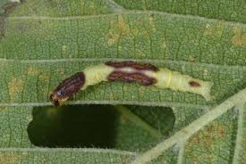 Attēlu rezultāti vaicājumam “Venusia blomeri”