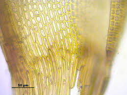 Attēlu rezultāti vaicājumam “Schistidium robustum”