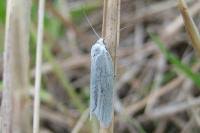 Attēlu rezultāti vaicājumam “Eana argentana”