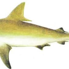 Image result for Carcharhinus isodon