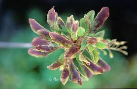 Attēlu rezultāti vaicājumam “Enkianthus chinensis leaf”