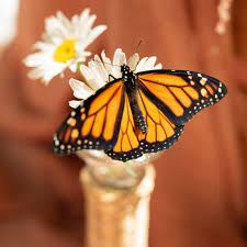 Image result for monarch butterfly