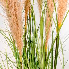 Attēlu rezultāti vaicājumam “Gramineae”