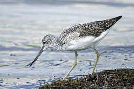 Attēlu rezultāti vaicājumam “Tringa nebularia”