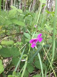 Attēlu rezultāti vaicājumam “Vicia cracca bud”