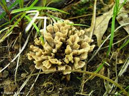 Attēlu rezultāti vaicājumam “Thelephora palmata”