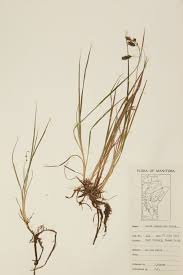 Attēlu rezultāti vaicājumam “Carex paupercula”