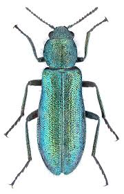 Attēlu rezultāti vaicājumam “Dasytidae”