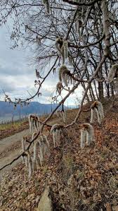 Attēlu rezultāti vaicājumam “Populus tremula”