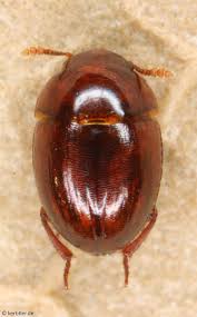 Attēlu rezultāti vaicājumam “Leiodidae”