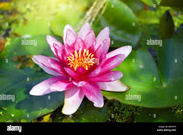 Attēlu rezultāti vaicājumam “Nymphaea alba flower”