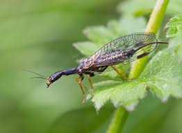 Attēlu rezultāti vaicājumam “Raphidioptera imago”