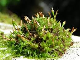 Attēlu rezultāti vaicājumam “Serpoleskea confervoides”