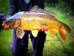 Image result for Guildford Angling Society