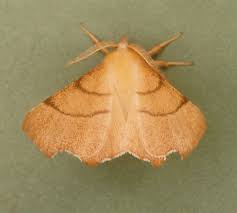 Attēlu rezultāti vaicājumam “Ennomos erosaria”