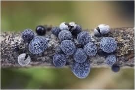 Attēlu rezultāti vaicājumam “Badhamia foliicola”