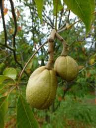 Attēlu rezultāti vaicājumam “Aesculus x hybrida fruit”