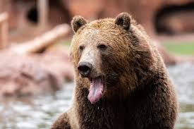 Image result for brown bear