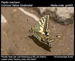 Attēlu rezultāti vaicājumam “Papilio machaon upperside”