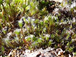 Attēlu rezultāti vaicājumam “Campylopus introflexus”