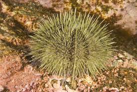 Image result for Strongylocentrotus droebachiensis