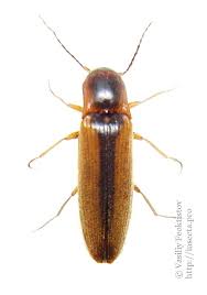 Attēlu rezultāti vaicājumam “Dalopius marginatus”