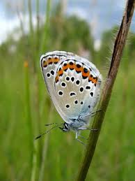 Attēlu rezultāti vaicājumam “Plebejus argyrognomon underside”