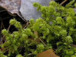 Attēlu rezultāti vaicājumam “Rhytidiadelphus subpinnatus”