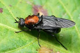 Attēlu rezultāti vaicājumam “Clitellaria ephippium”