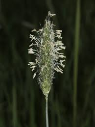 Attēlu rezultāti vaicājumam “Alopecurus pratensis flower”