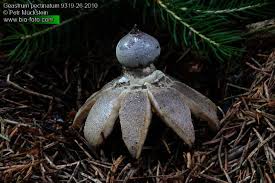 Attēlu rezultāti vaicājumam “Geastrum pectinatum”