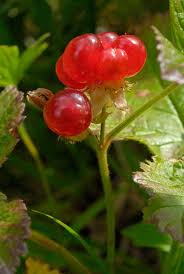 Attēlu rezultāti vaicājumam “Rubus saxatilis”