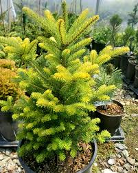 Attēlu rezultāti vaicājumam “Abies koreana”