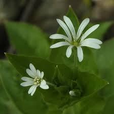 Attēlu rezultāti vaicājumam “Stellaria nemorum flower”