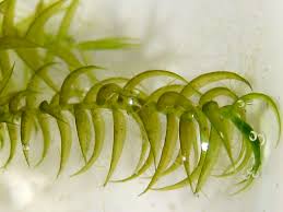 Attēlu rezultāti vaicājumam “Calliergon megalophyllum”