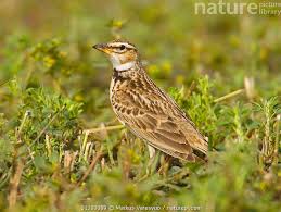 Image result for Melanocorypha bimaculata