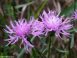 Attēlu rezultāti vaicājumam “Centaurea stoebe fruit”