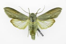 Attēlu rezultāti vaicājumam “Cucullia umbratica”