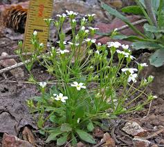 Attēlu rezultāti vaicājumam “Androsace septentrionalis fruit”