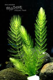 「金魚藻」的圖片搜尋結果