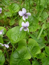 Attēlu rezultāti vaicājumam “Viola palustris”