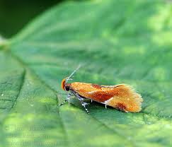 Attēlu rezultāti vaicājumam “Epicallima formosella”