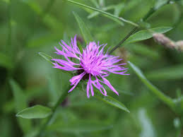 Attēlu rezultāti vaicājumam “Centaurea scabiosa flower”