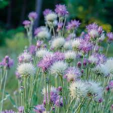 Image result for Echinacea Lustre hybrids