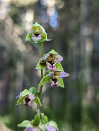 Attēlu rezultāti vaicājumam “Epipactis helleborine flower”