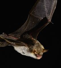 Attēlu rezultāti vaicājumam “Myotis nattereri”