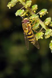 Attēlu rezultāti vaicājumam “Syrphidae”