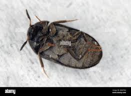 Attēlu rezultāti vaicājumam “Attagenus pellio”