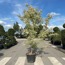 Attēlu rezultāti vaicājumam “Acer negundo”