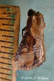 Attēlu rezultāti vaicājumam “Apamea ophiogramma”